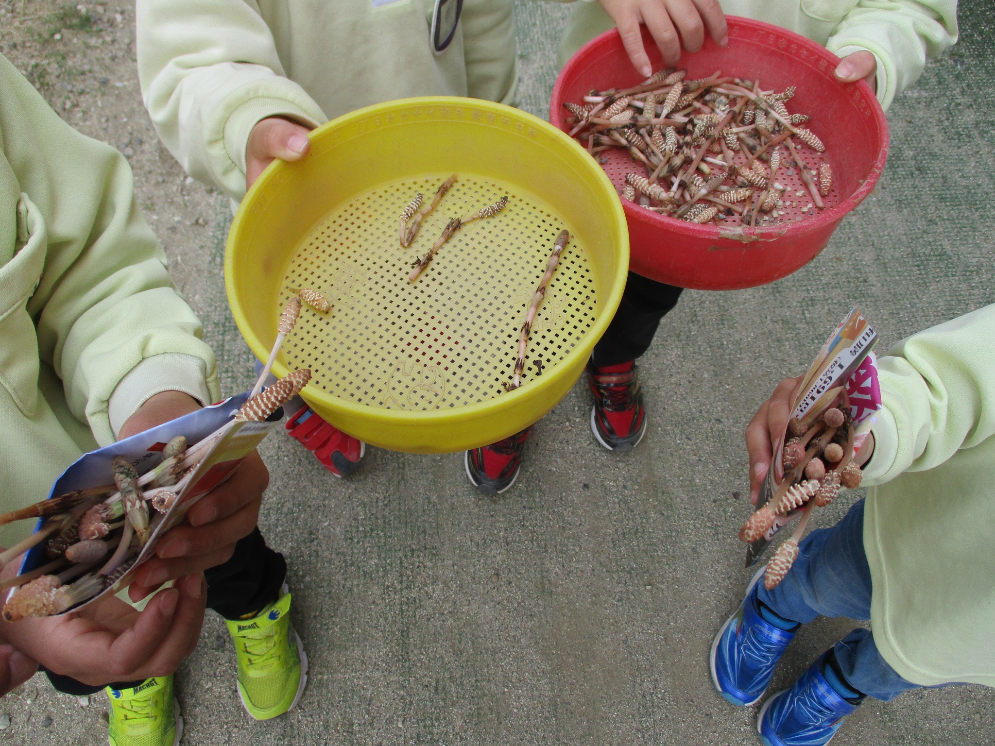 つくしがいっぱいとれたよ